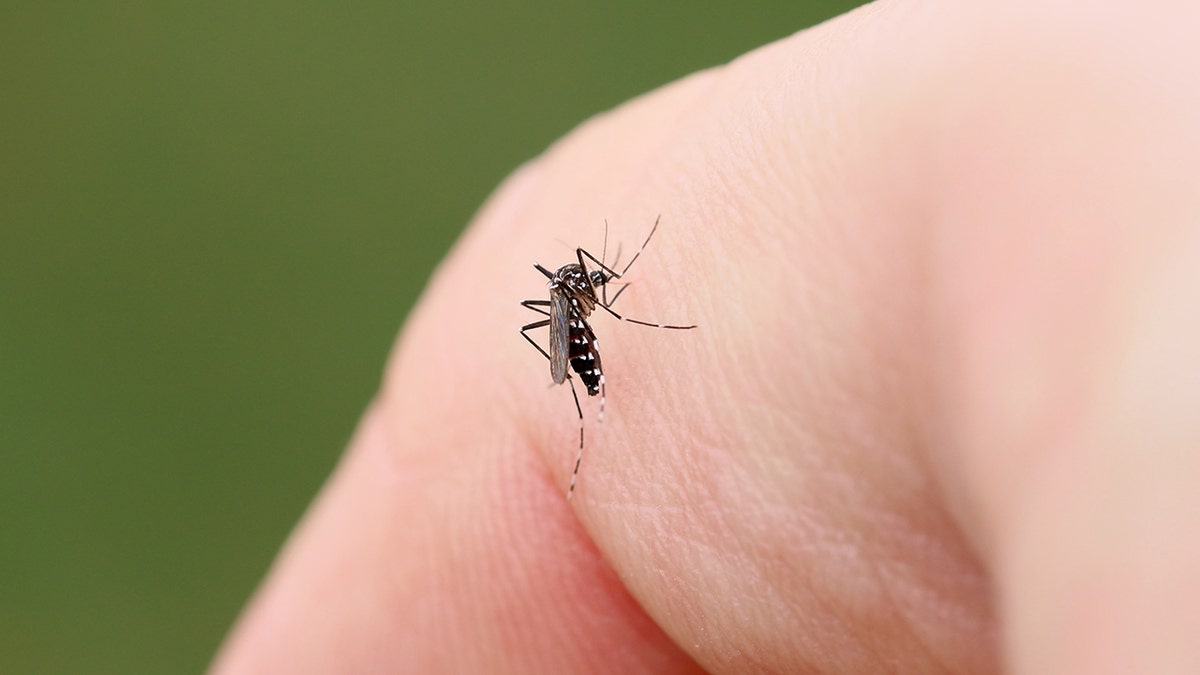 Mosquito on someone's skin, dengue cases rising causing concern during spring break season