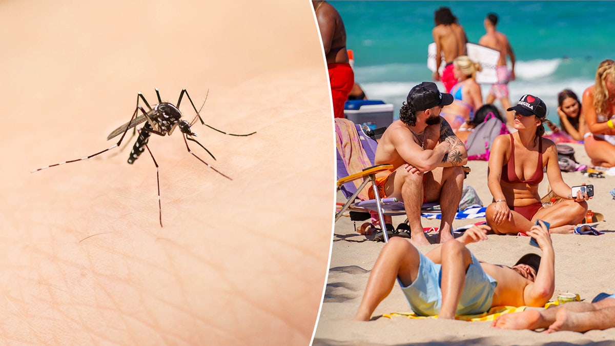 Two-way split of mosquito representing dengue fever and spring break college kids on a beach