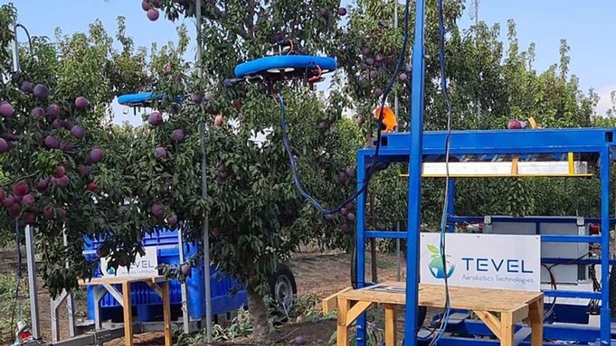 Robotic and drone tech make fruit picking and handling easier
