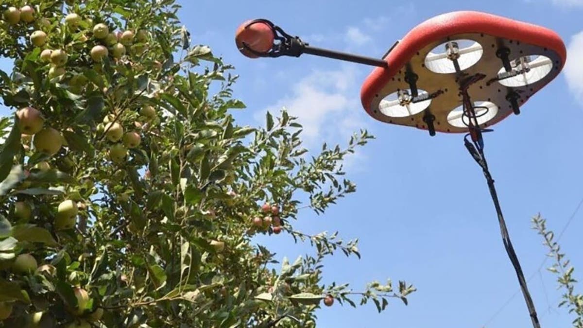 Robotic and drone tech make fruit picking and handling easier