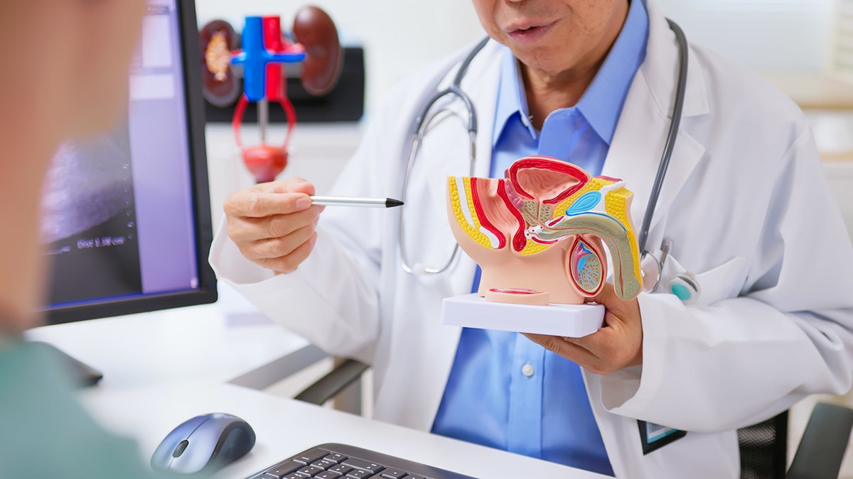 doctor explains male urinary health