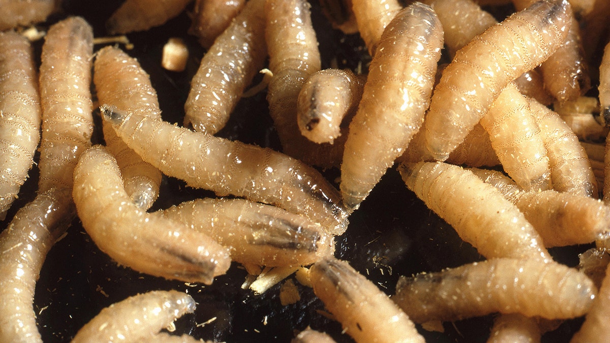 New World screwworm larvae