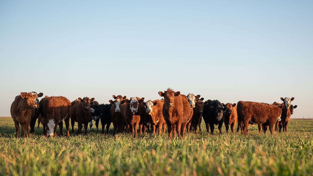 Herd of steers looking at camera
