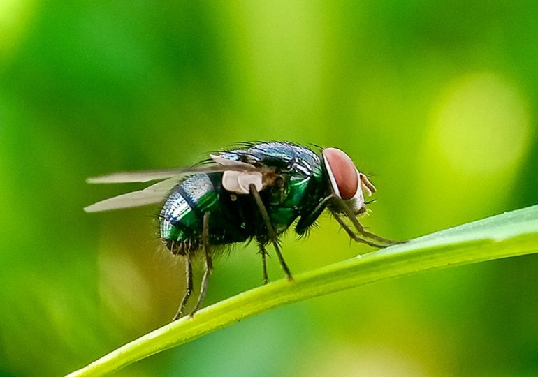 Flesh-eating New World Screwworm could pose health risks to cattle, humans