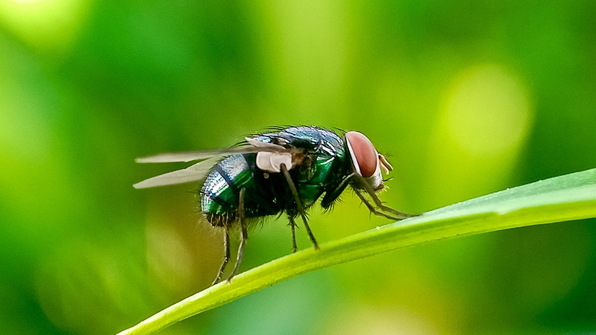 A closeup shot of a New World screwworm on a leaf, green background.