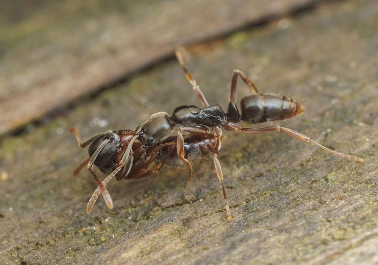 Invasive insect poses health threat in 19 states, expert warns