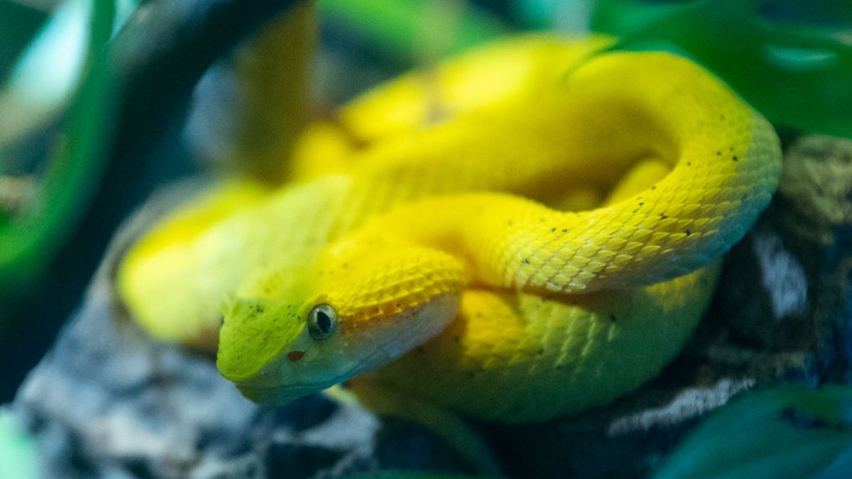 Eyelash viper snake