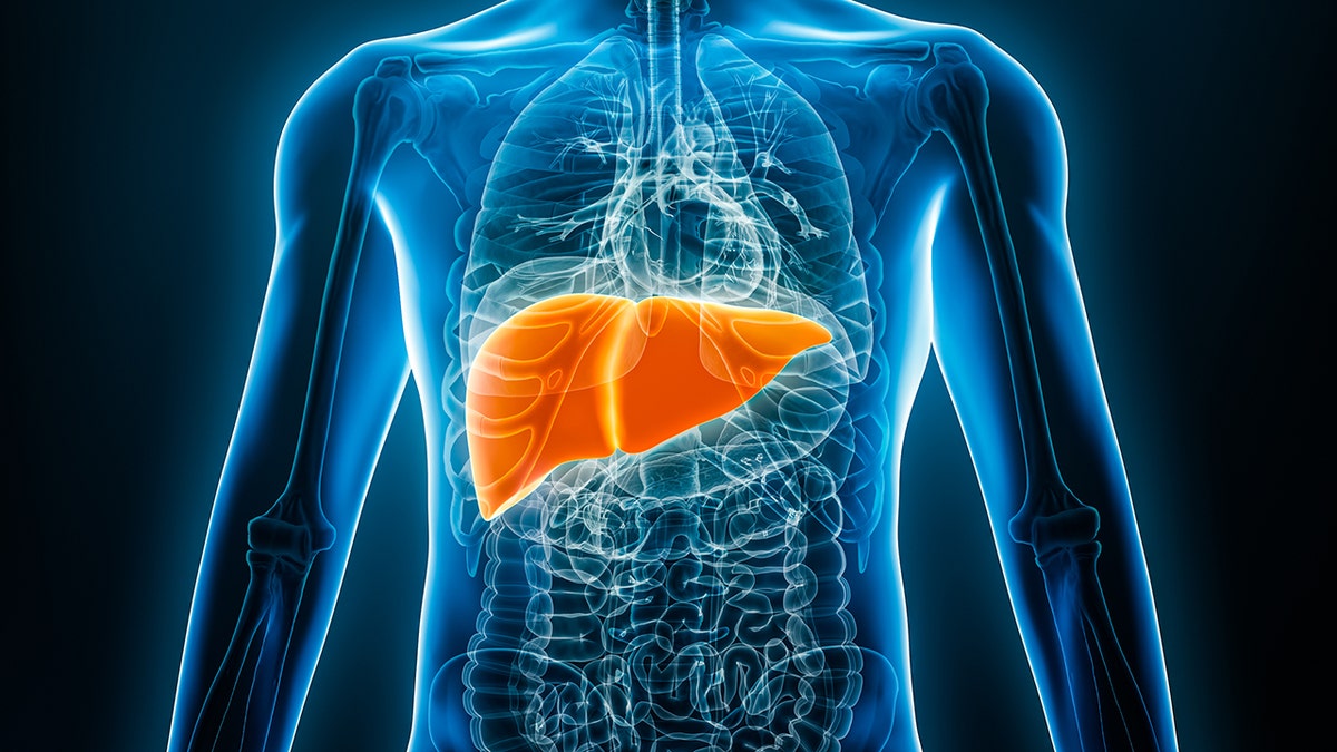 Blue and orange rendering of the liver in the human body. It's fashioned like an X-Ray, where the screen is black and the transparent outline of a body is glowing in blue. The liver is the focus, which is highlighted in orange.