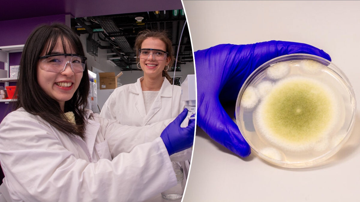Fungus cancer research scientist smile for photo and a hand holding a fungus sample split image