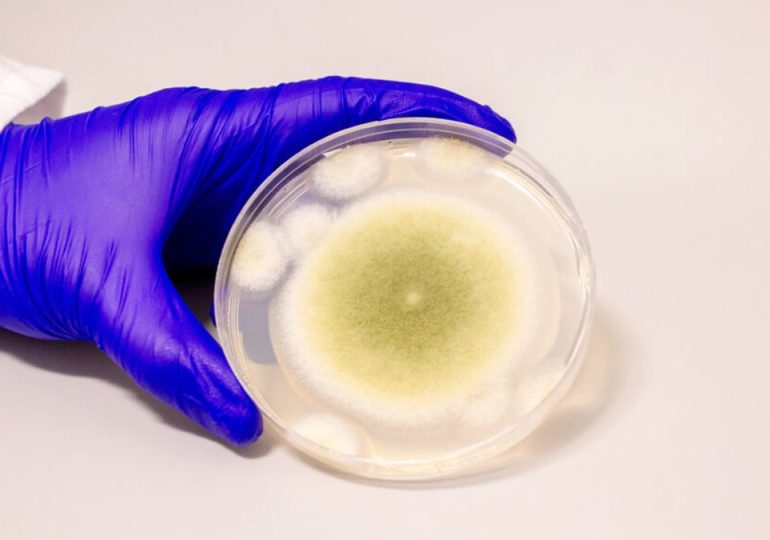 Ancient 'pharaoh's curse' fungus shows promise in killing cancer cells