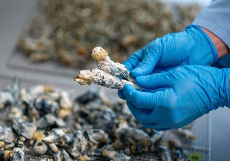 Single dose of 'magic mushrooms' provides 5 years of depression relief, researchers find