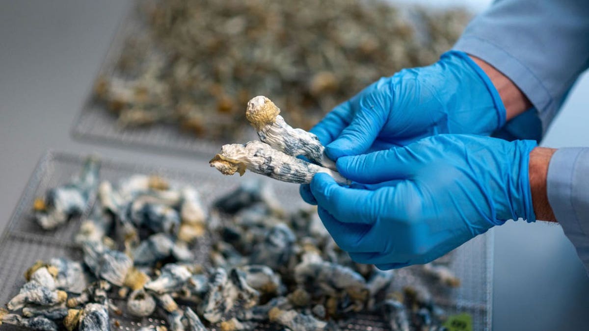 Psychedelic mushrooms