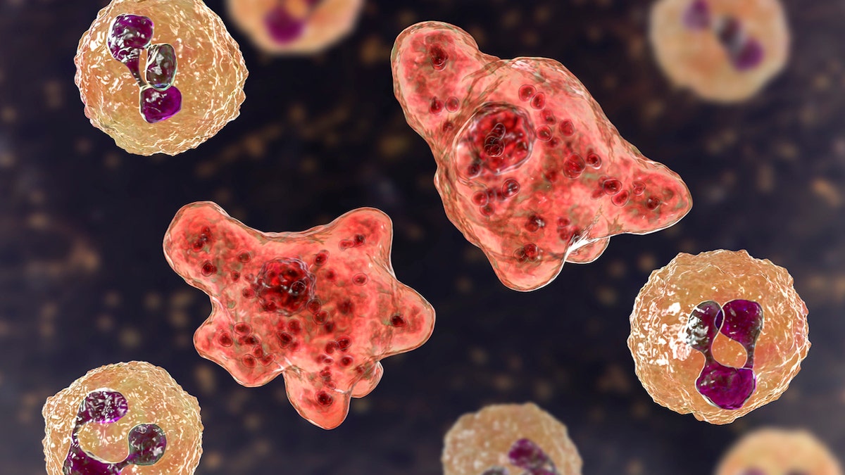 Brain-eating amoeba