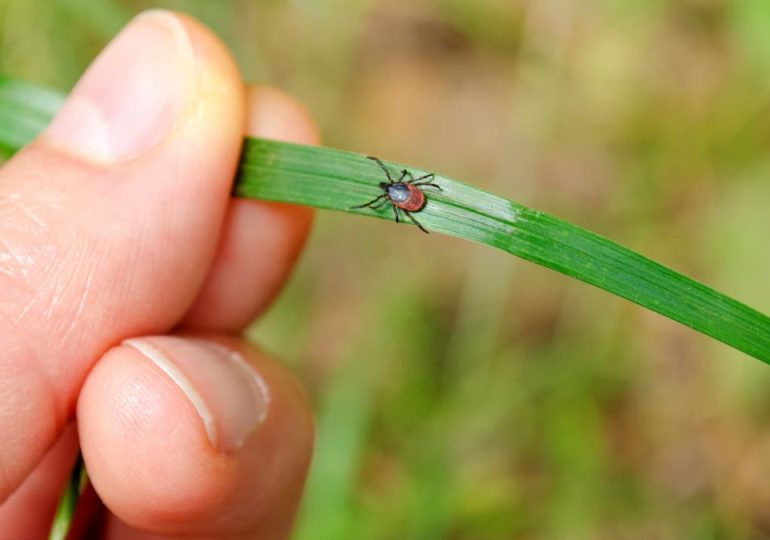 Doctors reveal key signs of Lyme disease as tick season intensifies across US