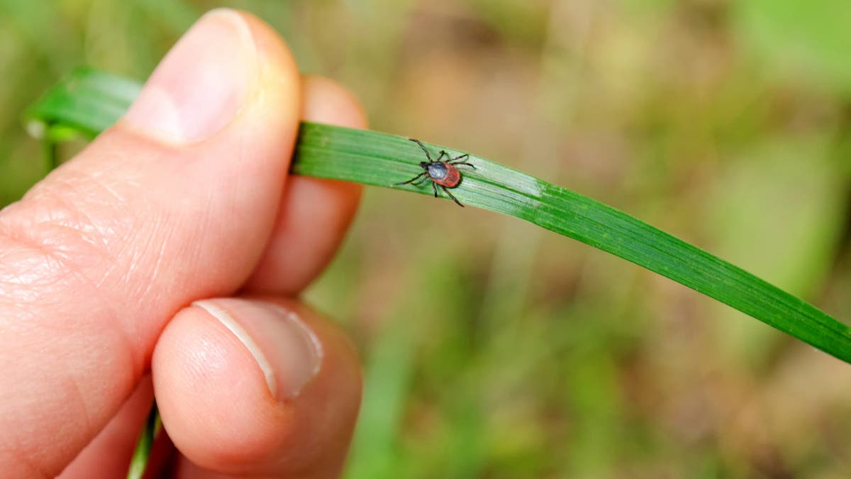 tick on leaf