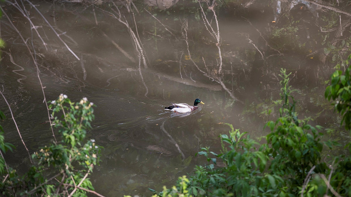 duck swims in coldwater creek