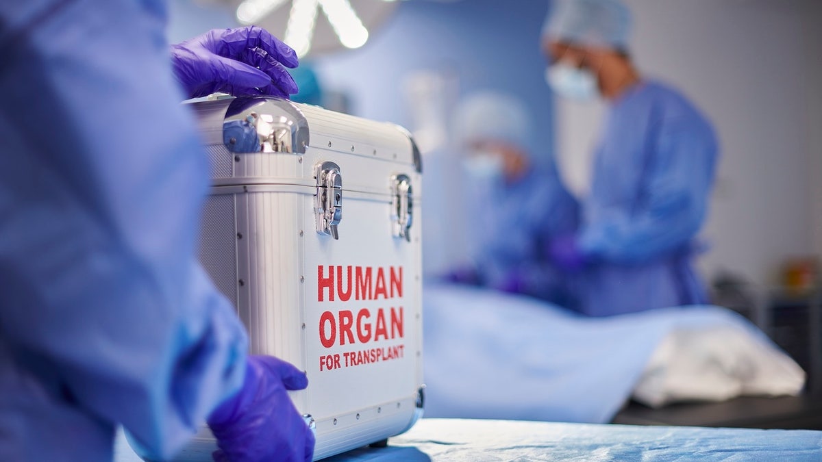 Human organ transplantation