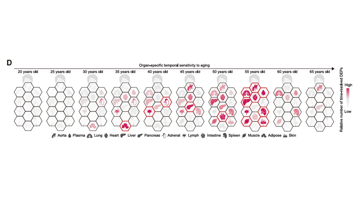 A table indicating where researchers noted sensitivity to aging in the human body per age.