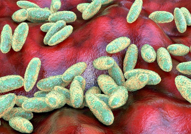 California resident contracts plague, likely from infected flea bite during Lake Tahoe camping trip: officials