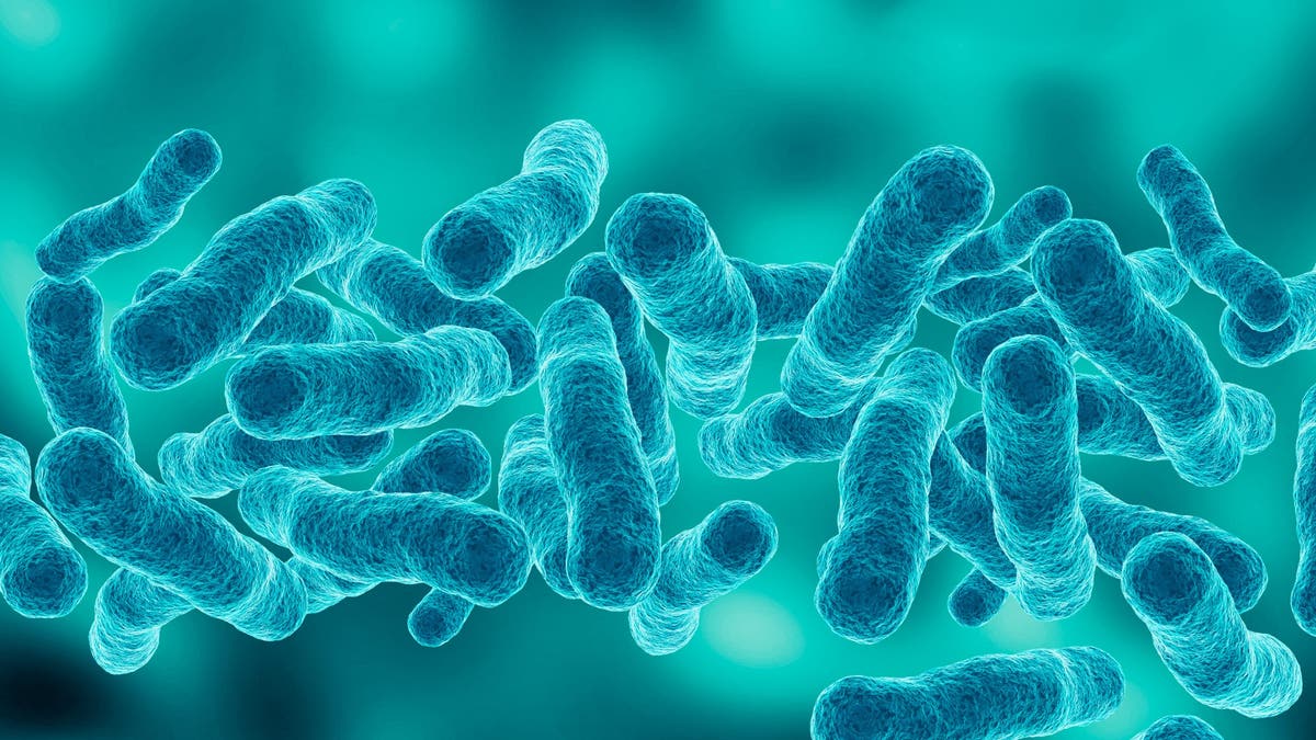 Legionella bacteria