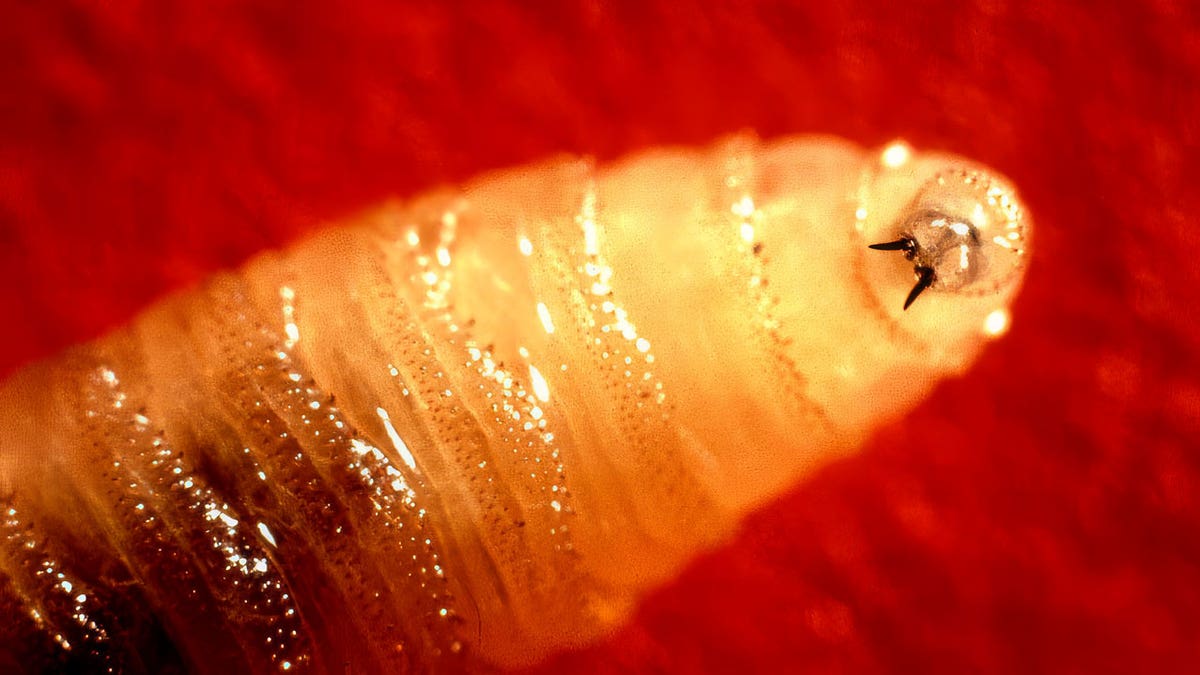 screwworm maggot contracted by traveler in US
