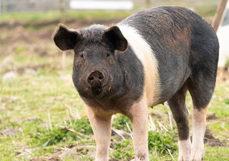 Man receives world's first pig lung transplant in groundbreaking medical procedure