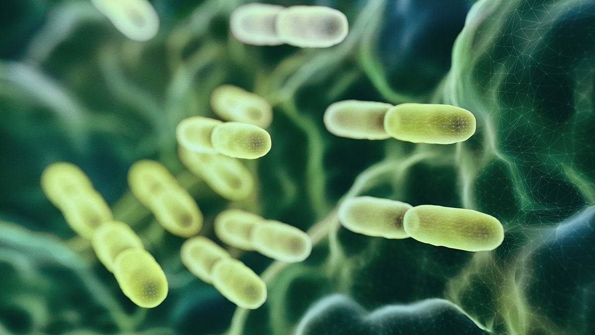 Photo representing gut bacteria, close-up 3D modeling