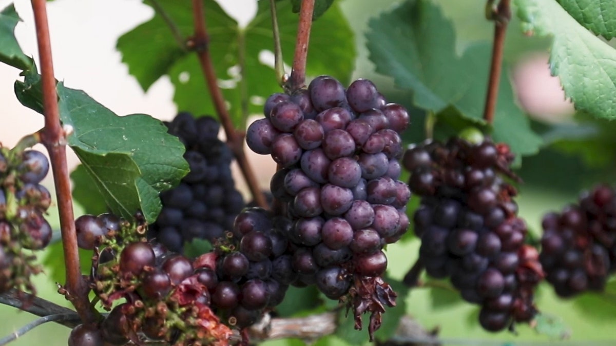 "Instead of drinking grape juice or eating raisins, the original, unprocessed grape is where you’ll get the most nutrition."