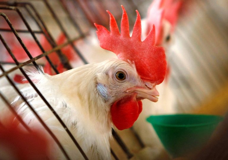 First-ever human case of rare bird flu strain confirmed in western US