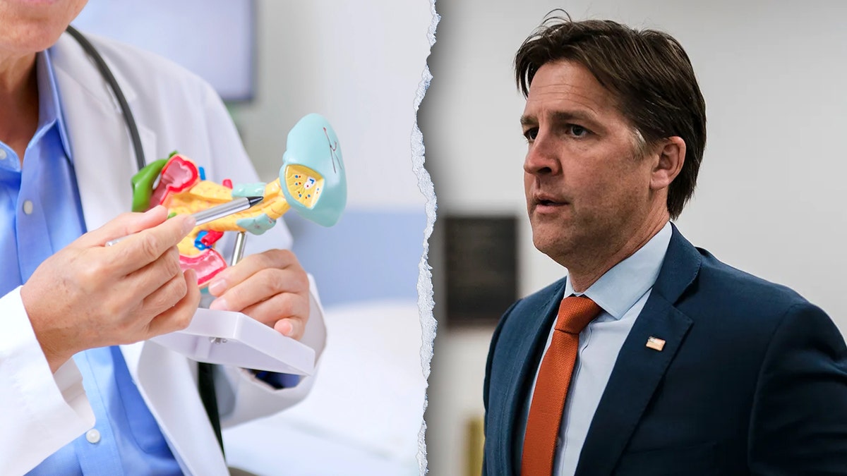scale model of pancrease and former senator Ben Sasse