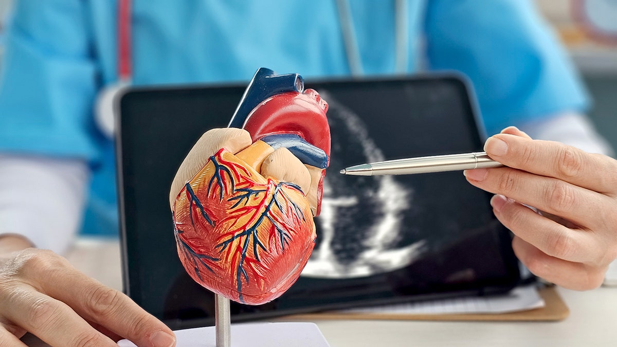 Doctor explaining heart anatomy using model during patient consultation on cardiovascular health