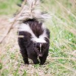 Michigan man dies of rabies after receiving kidney from infected donor who saved kitten from skunk: CDC