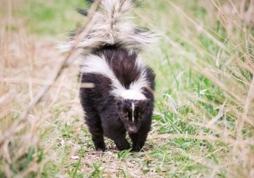 Michigan man dies of rabies after receiving kidney from infected donor who saved kitten from skunk: CDC