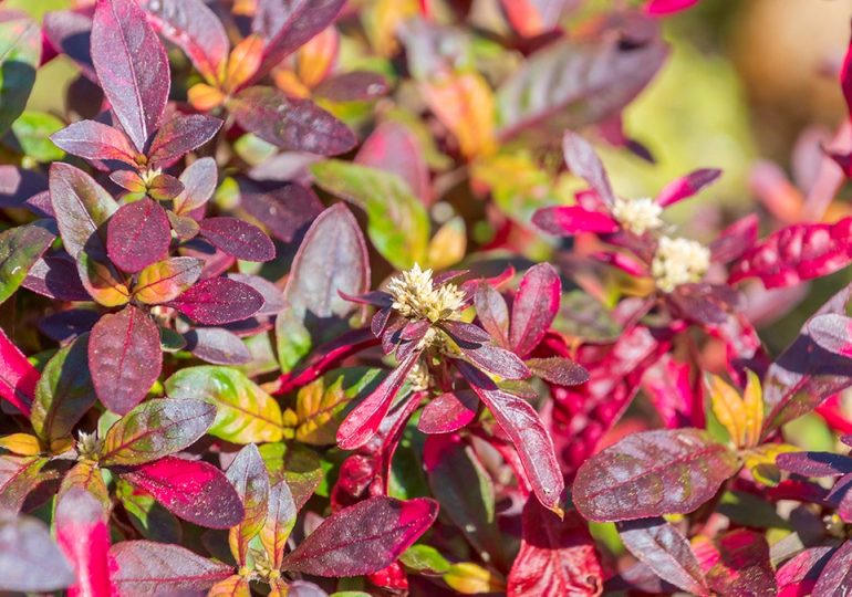 Traditional Brazilian plant shows unexpected strength against arthritis