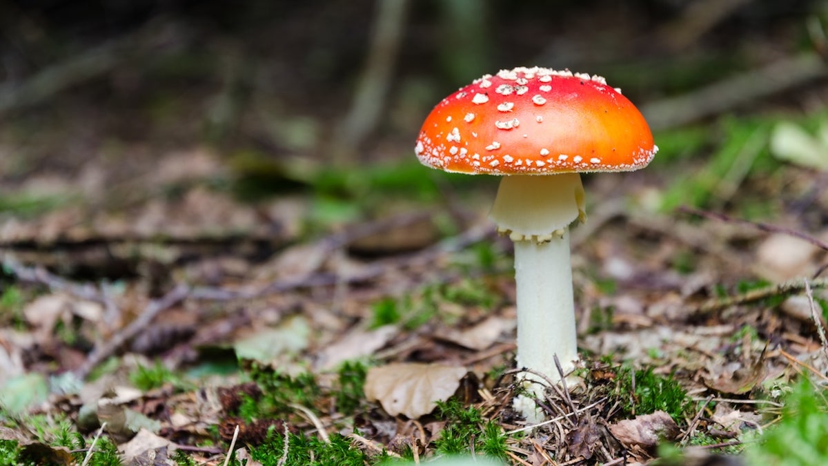 Death cap mushroom in forest - toxic poisonous