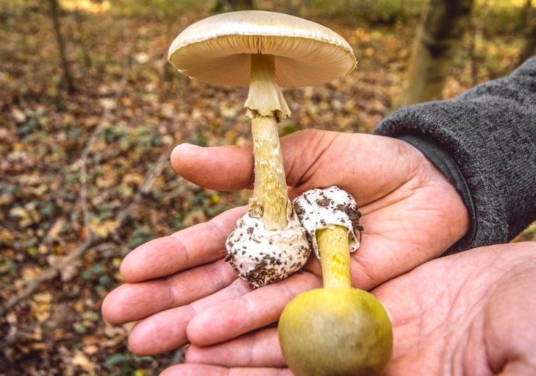 Toxic wild mushrooms linked to 3 deaths as state officials issue urgent warning