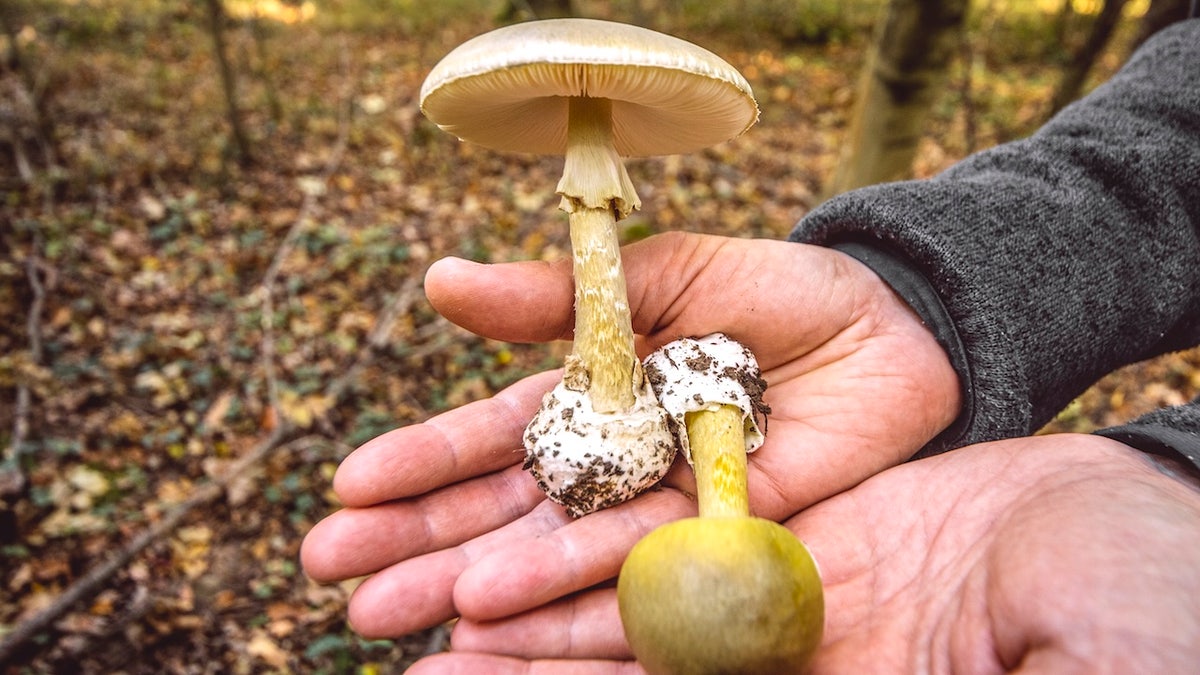 Person foraging toxic death cap mushrooms