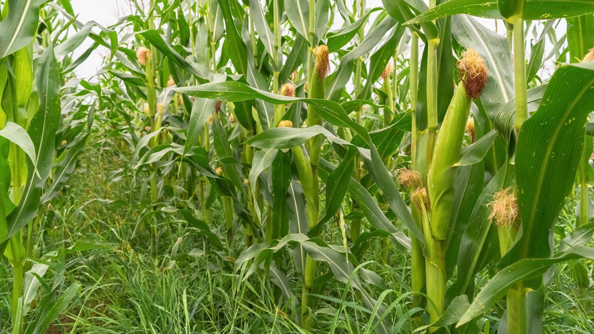 corn stalks