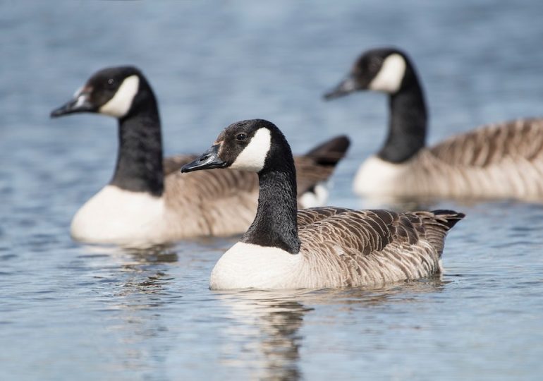 Hundreds of wild bird deaths reported across seven counties, prompting park closures