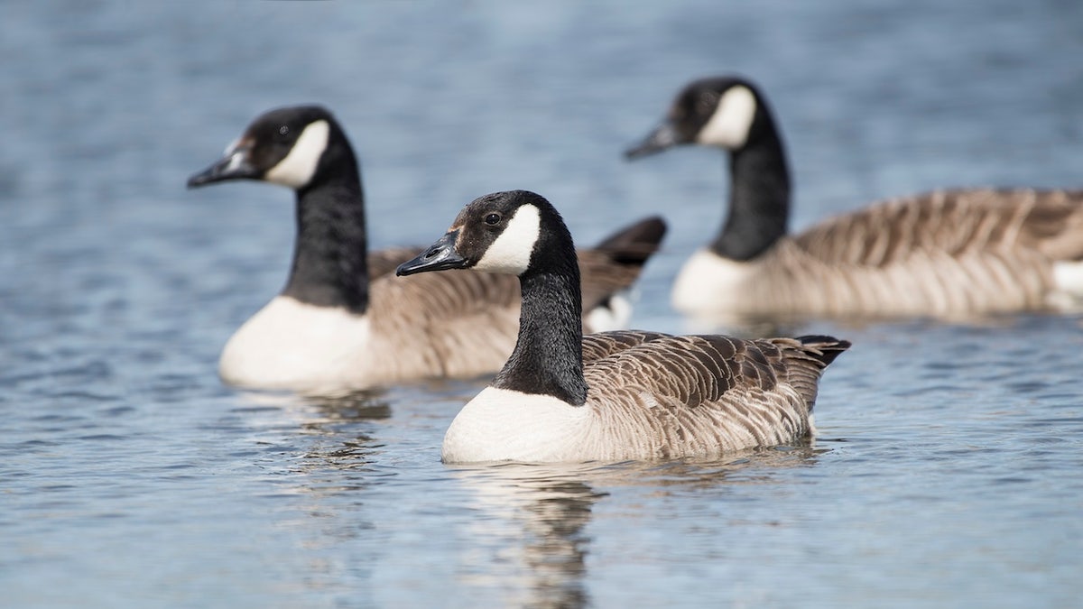 Canadian geese in lake