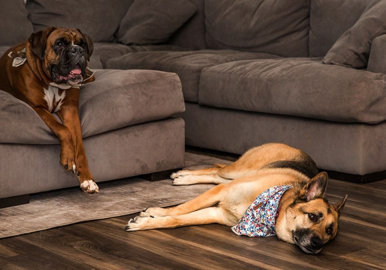 Ring's AI Search Party helps find lost dogs faster