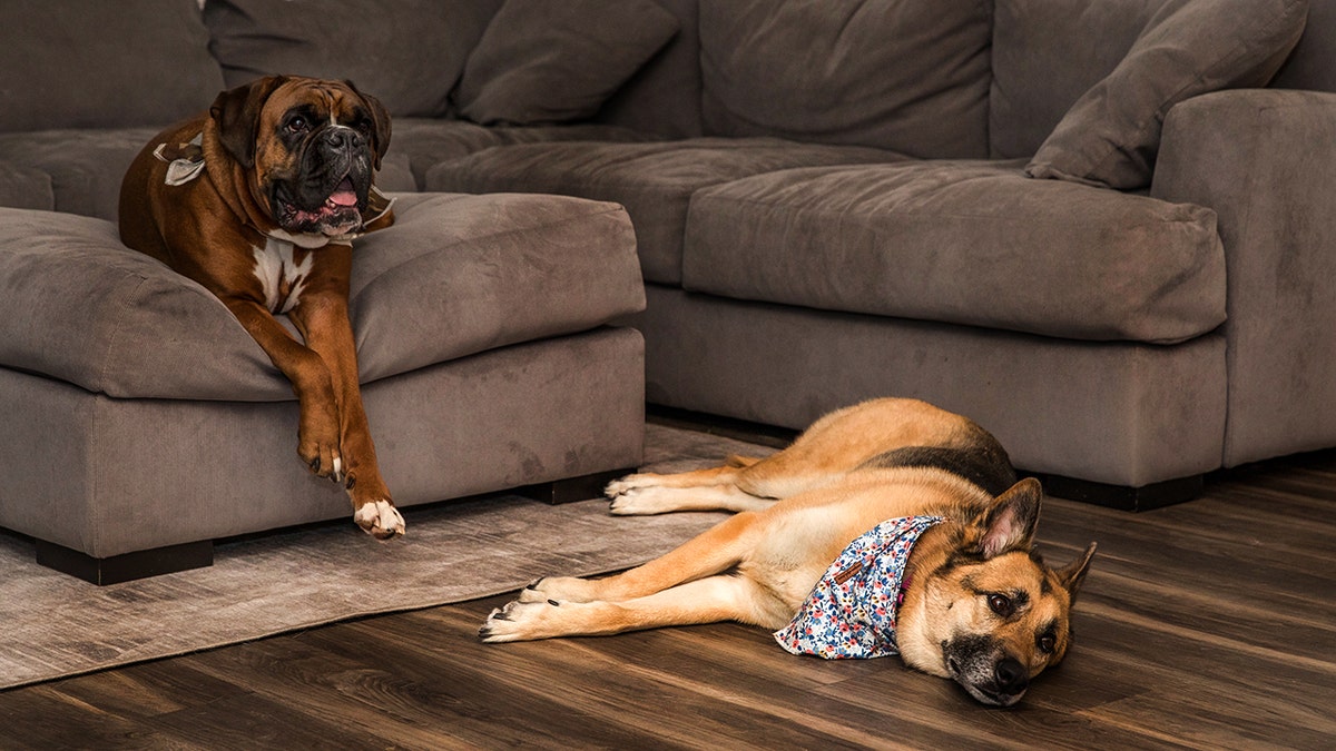 Two dogs relaxing in the living room.