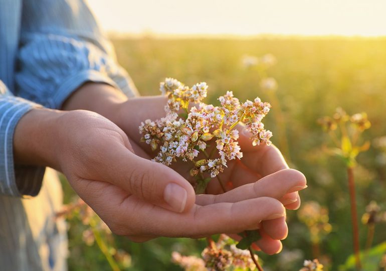 Ancient herb known as ‘nature’s Valium’ touted for improving sleep and anxiety