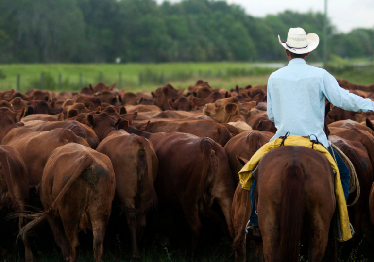 As cattle herds shrink and beef prices rise, investors back AI cow collars