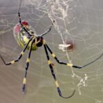Giant golden spiders could spread this summer; experts downplay health risk