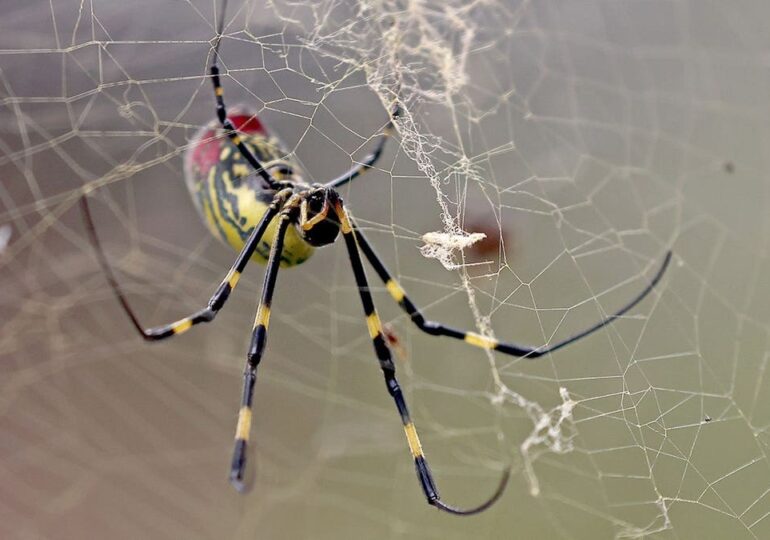 Giant golden spiders could spread this summer; experts downplay health risk