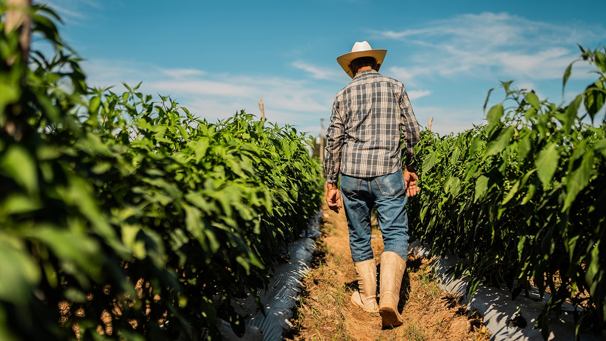 male farmer walks in between rows of crops