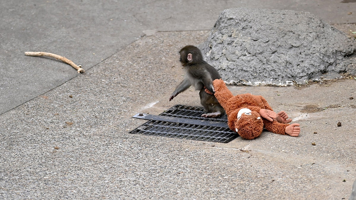 Baby monkey named 'Punch' is seen with a stuffed animal at a zoo on February 20, 2026